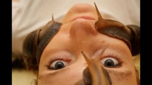 Экзотический массаж: змеи, слоны, кактусы, улитки