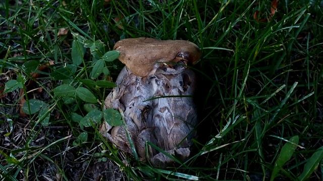 Грибная точка в центре Москвы дала новый урожай! 15 дубовиков за полчаса прогулки! Грибы июня 2021 смотреть онлайн