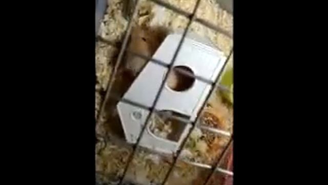Родились хомячата