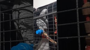 Попугай Кирюша разговаривает