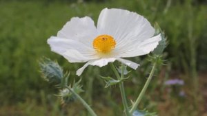 White Prickly Poppy (Argemone albiflora)