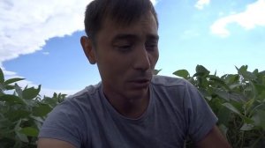 Соя, технология выращивания (мой взгляд, нюансы) 01.08.18.
