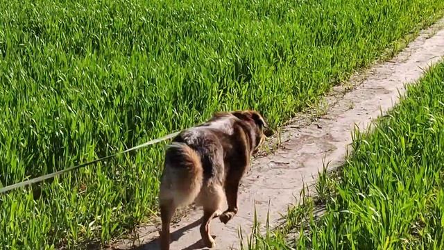 ❤️ДЕНЬ ДОБРЫХ ДЕЛ/ПРИРОДА Брянской области/прогулка с КЛИПСОЙ Лазаревской смотреть онлайн