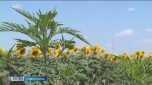 Ставропольские специалисты рассказали, как бороться с амброзией