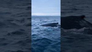 киты горбачи в Териберке март 2023