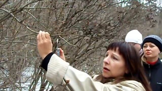 Обрезка сирени регулярная кратко