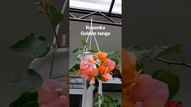 Обзор сорта Rosenka  , Golden  tango