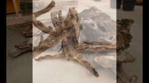 Коряги достойные вашего внимания.Из обычных лесных корней - необычные шедевры.