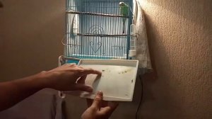 Лечение волнистого попугая Энтеросгельем.