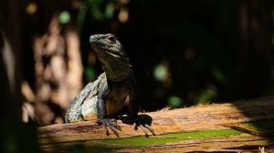 Животные и природа Коста Рики, видео в 4К (UHD)