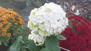 Авангард . Крупнолистная гортензия в октябре.