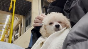 Купила собаку породы той-пудель! Подготовка и первые совместные дни жизни с Юки!  ||  Vlog