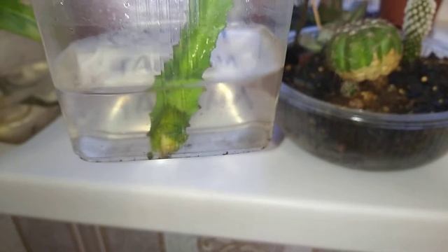 результат укоренения в дистиллированной воде смотреть онлайн