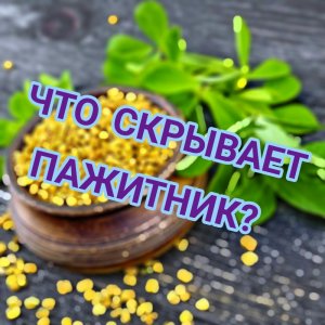 ##Пажитник: ключ к долголетию и жизни без болезней!##