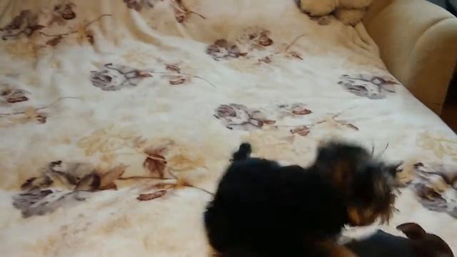 Йорк и мини той-терьер смотреть онлайн