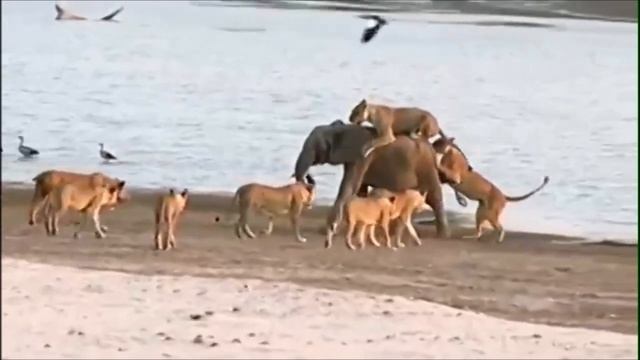 Слоненок против стаи диких кошек. смотреть онлайн