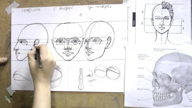 Пропорции головы. Часть 2. Поэтапное рисование портрета