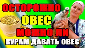 Опасен ли ОВЕС для кур. Польза овса для кур несушек.