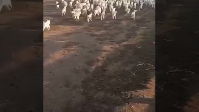 Ягнята 200 штук, мериносы. смотреть онлайн