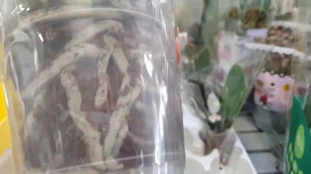 Обзор Цветущих Орхидей в ТЦ"Эпицентр" смотреть онлайн