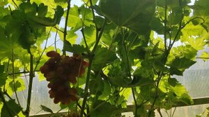 Виноград Роза ранняя селекции Писанки О.М.