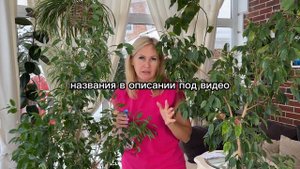 Решаем проблемы с фикусами. Системные акаридицы - Коромайт, Санмайт, Дабл Фейс, Стармай, Канемайт