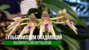 Выставка орхидей; драгоценные орхидеи; редкие орхидеи в Ботаническом саду СПб