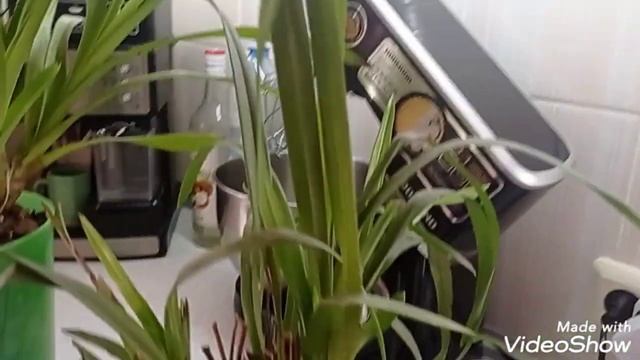 Цимбидиум цветущий по хорошей? цене--грех было не взять/Камбрия моя цветёт/Камбрии в магазине смотреть онлайн