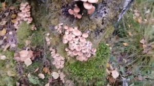 ОСЕННИЕ ОПЯТА - Тихая охота в Кемеровской области - Удачный поход за грибами