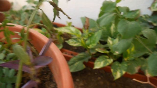 10 Plants in 1 Container | What Plants To Combine & How | Add Charm & Save On Area-Water-Fertilizer смотреть онлайн