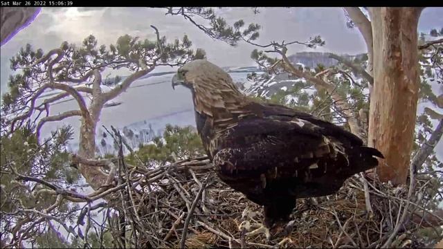 26.03.2022. Aquila heliaca/Eastern imperial eagle/Солнечный орёл. Татарстан. Гнездо Алтына и Алтынай