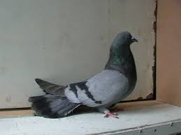 08.01.2022 Вакцинация николаевских голубей от болезни Ньюкасла штамма ла-сота