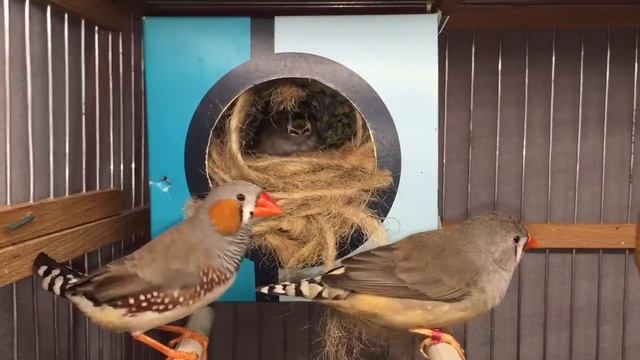 Птенец ? Зебровые Амадины смотреть онлайн