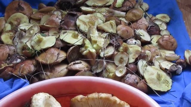 Тихая охота 2019 (её плоды). смотреть онлайн