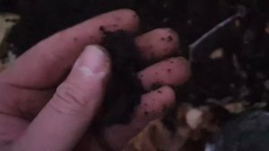 Пляжный коп: такого кошмара я еще не видел! (Коп с АКА Интроник/Garret AT Gold)