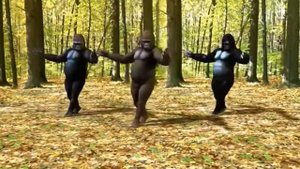 Гылент кабачок гылент Влат каровин