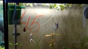 Запуск нового аквариума. Обзор моей рыборазводни