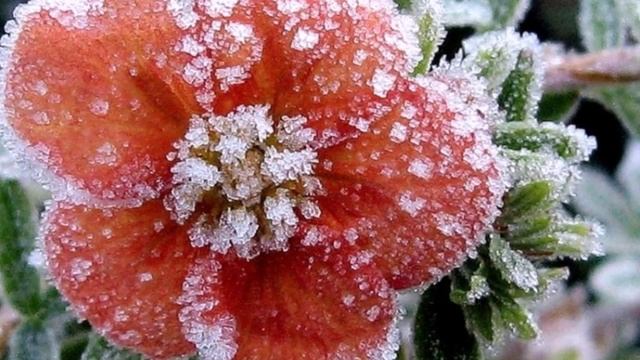 Первый иней смотреть онлайн