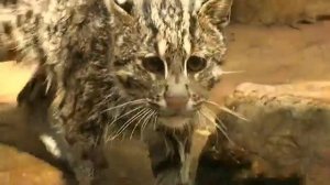 Кошка ловит рыбу -- Cat and fish