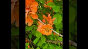 Айва. Весна. Как цветет айва. Красивые фотографии.