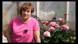 Обзор нового сорта - Вайлдберри - Лесная Ягода