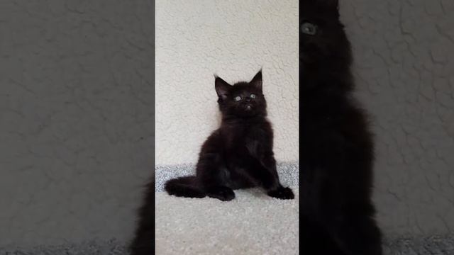 Baxter Mos Lakshestar котенок мейн кун 1 месяц и 21 день. смотреть онлайн