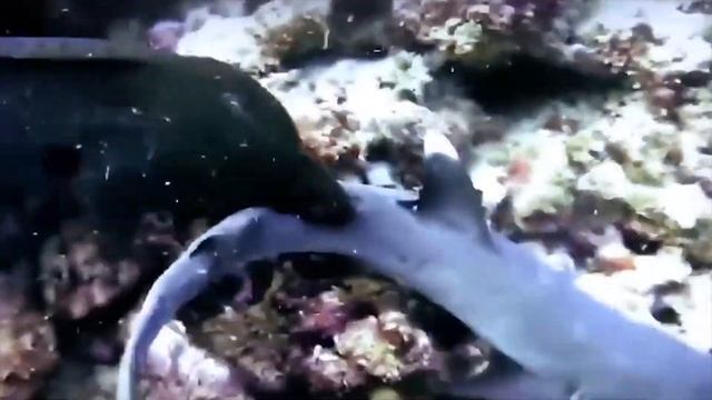 МУРЕНА В ДЕЛЕ! Мурена против осьминога, змеи, мурены и даже акулы! смотреть онлайн