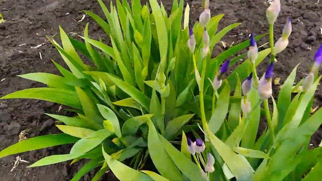 ИРИСЫ - результат после обработки! Пышное цветение! смотреть онлайн