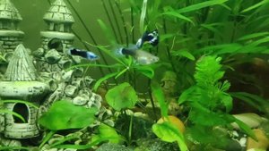 Разведение(гуппи)