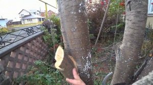 Как правильно обрезать деревья?