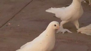 у друга в гостях В городе Кагане ака Шавката Узбекистан г Бухара(Каган)Бухарские бойные Голуби!!!