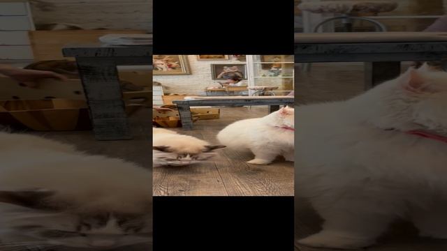Бангкок. Кафе с кошками. Caturday #shorts