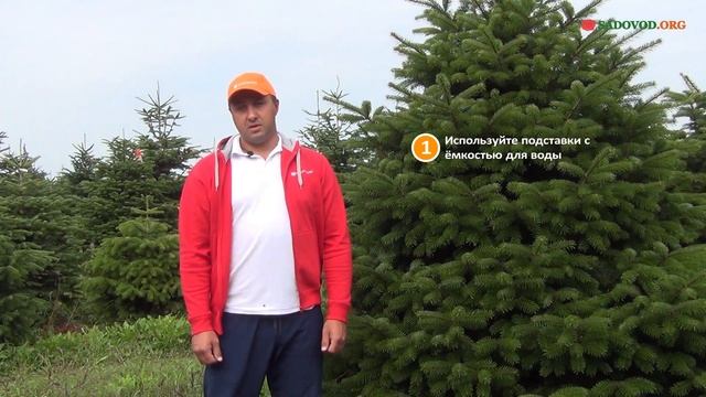 Как ухаживать за срезанной пихтой Нордмана (Датской елкой)