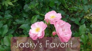 Сорта роз с названиями! Обзор цветения! Выбираем сорта на осень!